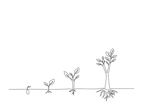 Continuous one line drawing of tree growth step design. Growing tree step in single line draw illustration. Editable stroke.