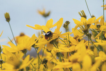 Close-up of  bumble bee on yellow flowers