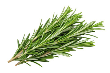 Fototapeta premium Fresh rosemary sprigs for culinary use in meal preparation and flavoring dishes, cut out