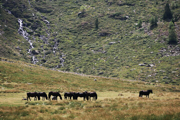 group of wild black horses grazing on a green meadow in an alpine mountain valley