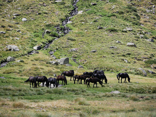 group of wild black horses grazing on a green meadow in an alpine mountain valley