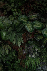 Leaf wall, plant wall, natural green wallpaper and background, nature wall, green forest nature background..