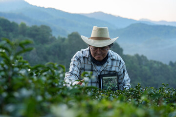 The owner of a world-class tea plantation inspects the quality and growth of tea leaves on his...