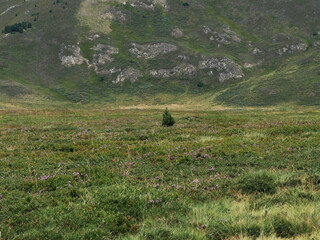 Single isolated small tree in a meadow of a mountain valley