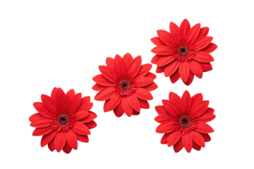 Bright red flowers arranged for decoration, celebration, or creative design purposes, cut out