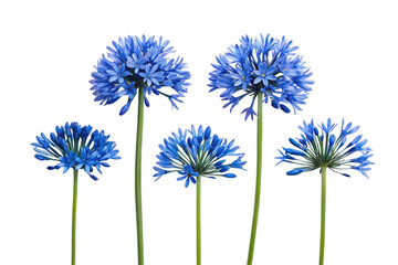 Obraz premium Blue floral arrangement showcasing delicate Agapanthus flowers with long green stems for decorating events or gardens, cut out
