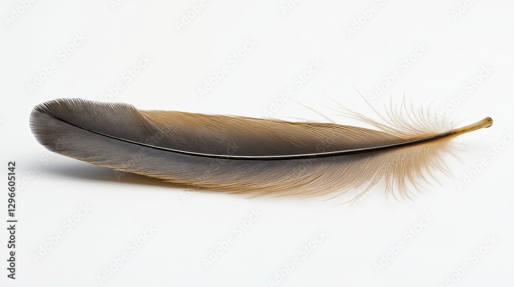Poster A single feather resting on a blank white background