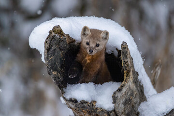 Pine Marten