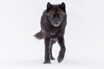 Fototapeta premium Gray Wolf, Black Wolf