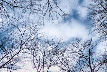 冬の空に枯れ木がつくる美しい風景