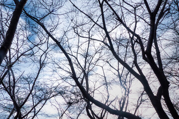 冬の空に枯れ木がつくる美しい風景