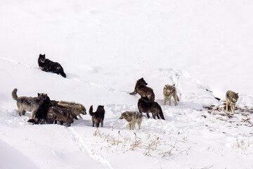 Gray Wolf pack in snow