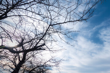 冬の空に枯れ木がつくる美しい風景