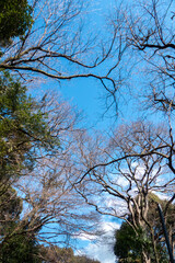 冬の空に枯れ木がつくる美しい風景