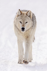 Fototapeta premium Gray Wof walking in snow