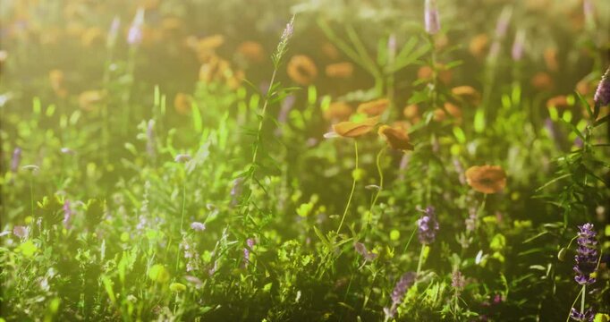 Vibrant wildflowers of various colors flourish in a sunlit meadow filled with green grass and sunlight filtering through. The scene captures the essence of springs beauty and warmth.