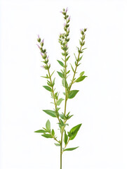 Fototapeta premium green plant isolated on white background