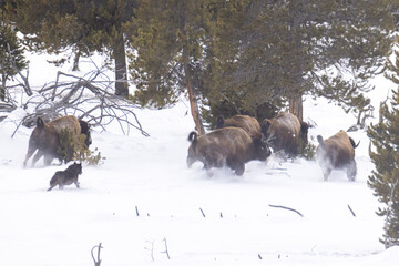 Naklejka premium Gray Wolf hunting bison