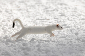 Long-tailed Weasel