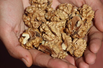 A close-up of hands holding walnut kernels