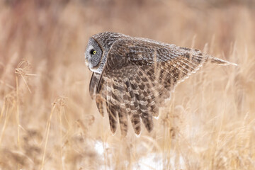 Great Gray Owl