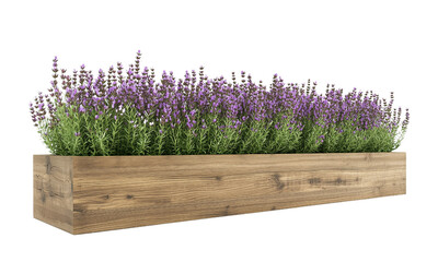 A wooden planter filled with vibrant purple lavender flowers, set . isolated on white background and transparent background