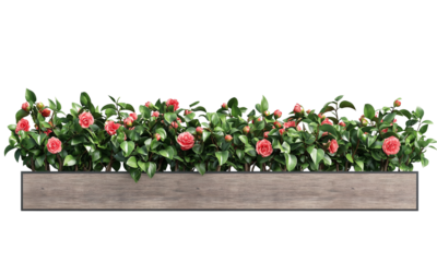 Vibrant flowers and greenery arranged in a wooden planter . isolated on white background and transparent background