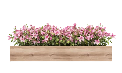 Fotobehang A vibrant display of Azalea pink flowers in a wooden planter , perfect for floral-themed designs. isolated on white background and transparent background © Jae