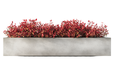 A modern concrete planter filled with vibrant Barberry red foliage , showcasing contemporary outdoor decor. isolated on white background and transparent background