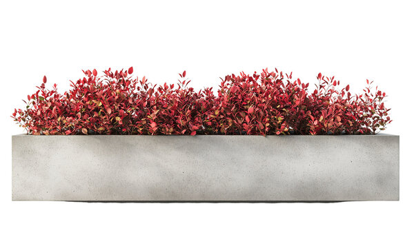 A modern concrete planter filled with vibrant Barberry red foliage , showcasing contemporary outdoor decor. isolated on white background and transparent background
