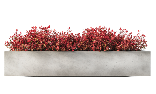 A modern concrete planter filled with vibrant Barberry red foliage , showcasing contemporary outdoor decor. isolated on white background and transparent background