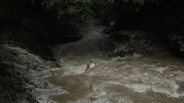 dog in the river