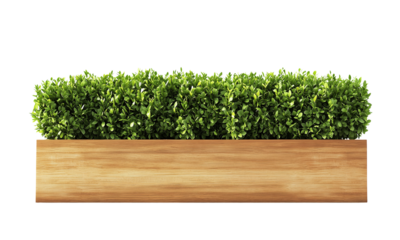 Artificial green hedge in a wooden planter , ideal for home decor or landscaping projects. isolated on white background and transparent background