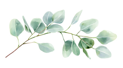 A green leafy branch with a white background