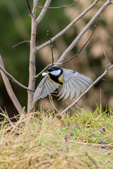 mésange charbonnière en vol