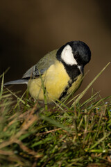 portrait mésange charbonnière 