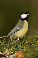 une mésange charbonnière 