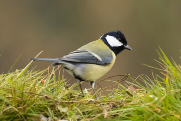 une mésange charbonnière 
