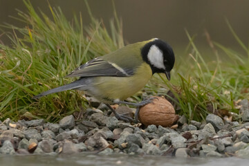 une mésange charbonnière qui joue avec une grosse noix 