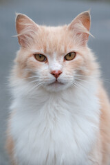 Portrait of a cat with fluffy ears