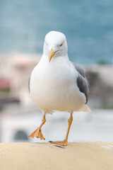 seagull on the pier