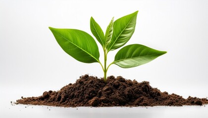 Naklejka premium young plant in soil