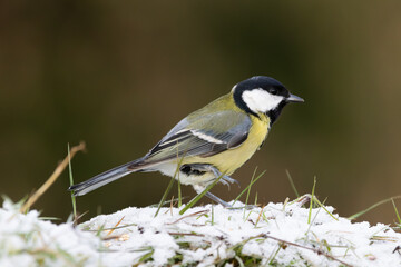 mésange charbonnière dans la neige 