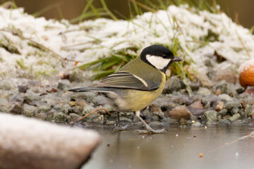 mésange sur la glace 
