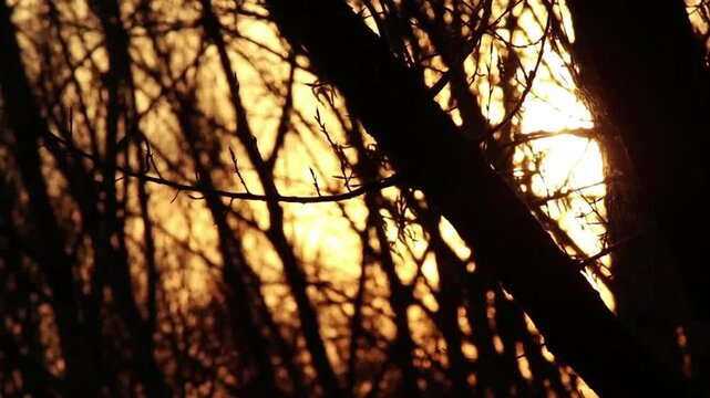 evening view in the yard near the house with blur lensa