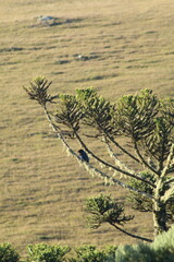 gralha azul em araucária no rio grande do sul 