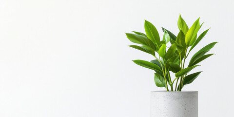 Fototapeta premium Lush green indoor plant in modern concrete pot, adding freshness to any space