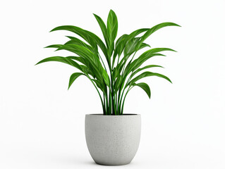 Lush green indoor plant in modern pot, adding freshness to any space