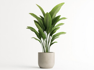 Lush green indoor plant in modern pot, adding freshness to any space