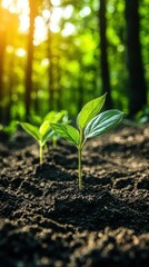 Fototapeta premium Sunrise Seedlings: Nature's Rebirth in the Forest